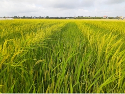 Tăng tỷ lệ cơ giới hóa trong sản xuất hạt giống lúa lai F1
