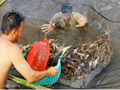 Vietnam eyes $4 bln in shrimp exports