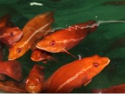 Improving the performance of cleaner fish in salmon aquaculture