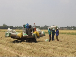VnSAT project - Rice quality and farmers’ income improved