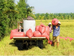 Southern districts - Winter Spring rice crop 2020-2021 focused on harvesting