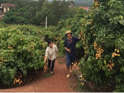 Bac Giang well prepares condition for lychee consumption