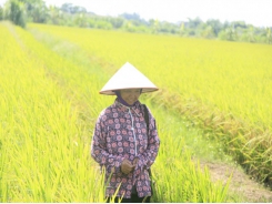 Nhà nông học Nguyễn Thị Trâm chia sẻ kinh nghiệm tạo giống lúa lai