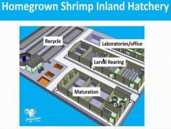 How 'dirty' water can improve shrimp survival and growth rates in RAS