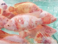 Specialist lighting increases tilapia growth rates by 10 percent