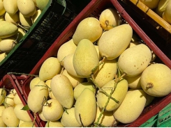 Mango exports - Cambodia has become Vietnam’s rival in the Chinese market