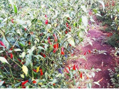 Chili price sinks heavily, farmers forsake harvesting