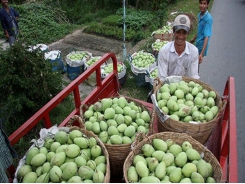 Việt Nam wants to quadruple mango exports by 2030