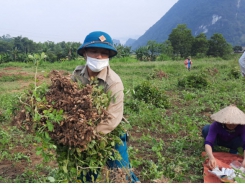 Chuyển lúa trồng lạc, hiệu quả cao gấp 3 lần