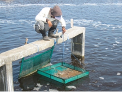 Management of intensive Vannamei shrimp ponds