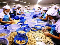 Cashew nut exports: Concerns about lower prices