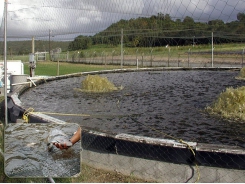 Độ pH lý tưởng để nuôi cá rô phi trong hệ thống biofloc