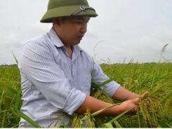 Cha đẻ của gạo ngon nhất thế giới đi tìm mùi thơm Tám Xoan