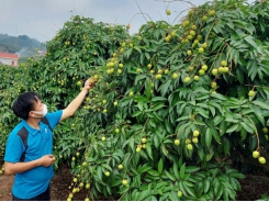 Lychee sale in 2021 - Increasing online connections, expanding markets