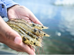 Solutions for the sustainable development of the shrimp industry