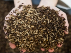 New research suggests that human food waste could be a sustainable source of aquafeed