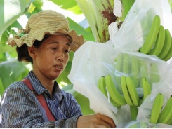 China boosts banana growing in Lancang-Mekong region