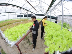 Hàn Quốc hỗ trợ nông dân Sơn La canh tác rau quả có mái che
