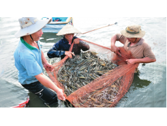 Nuôi tôm sú quảng canh cải tiến vốn ít, lời nhiều