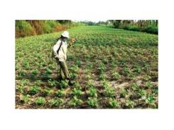 Các Giống Cây Đậu Xanh