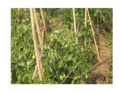 Phòng Trừ Bệnh Xoăn Lá Cà Chua