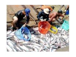 Giá Cá Tra Quay Đầu Tăng 1.000 Đồng/kg