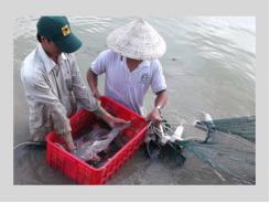 Sinh Sản Nhân Tạo Thành Công Giống Cá Lăng Đuôi Đỏ Tại Phú Yên