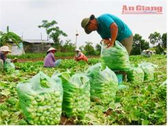 Thu Nhập Cao Từ Trồng Cải