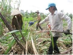 Nâng Chất Lượng Mía