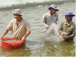 Chất Lượng Thủy Sản Nhìn Từ Mô Hình Quản Lý Mới