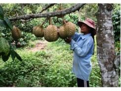 Tìm Đầu Ra Cho Nông Sản