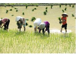 Gieo Mạ Mùa Bằng Thóc Giống Liền Vụ