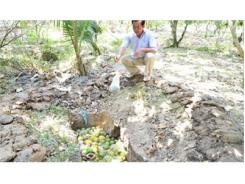Nhà Vườn Lo Lắng Vì Sâu, Bệnh “Lạ” Gây Hại Cây Trái