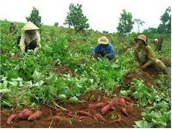 Bệnh Ghẻ Khoai Lang