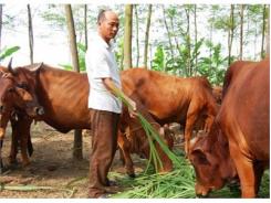 Chữa Hà Móng Trâu, Bò