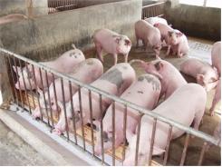 Khắc Phục Hiện Tượng Lợn Mẹ Cắn Con