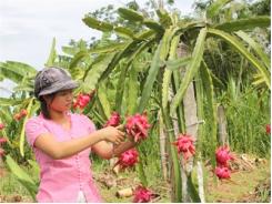 Hiệu Quả Từ Mô Hình Trồng Thanh Long Ruột Đỏ