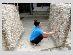 Nghề Trồng Dâu Nuôi Tằm