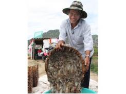 Ông Hùng Trúng Mùa Tôm Thẻ Chân Trắng