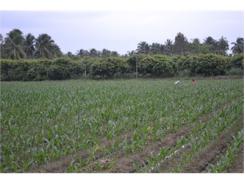 Chuyển Đất Lúa Kém Hiệu Quả Sang Cây Trồng Khác Có Lợi Thế Hơn