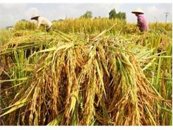 Kỹ Thuật Ngâm Ủ Hạt Giống Lúa