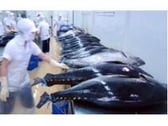 Nhật Bản Đầu Tư Thí Điểm 180 Tàu Cá Composite Tại Việt Nam