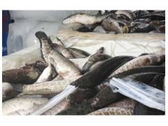 Quảng Ninh Tiêu Hủy 800kg Cá Quả Nhập Lậu