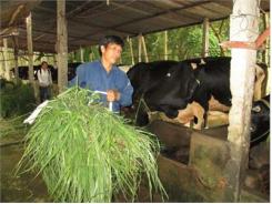 Hợp Tác Xã Bò Sữa Long Tân (Dầu Tiếng) Đồng Hành Cùng Người Chăn Nuôi