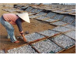 Gần 1,2 Tỉ Đồng Thực Hiện Dự Án Chế Biến Cá Cơm Trụng