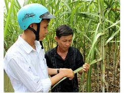 Hậu Giang Chủ Động Phòng, Chống Sâu Bệnh Trên Mía