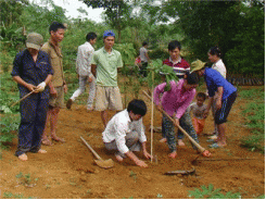 Triển Vọng Cây Cao Su Trên Vùng Đất Lang Chánh