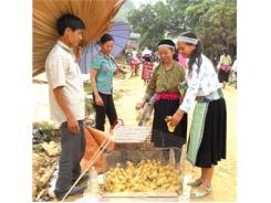 Tuyên Quang Quản Lý Dịch Bệnh Trong Chăn Nuôi Còn Nhiều Khó Khăn