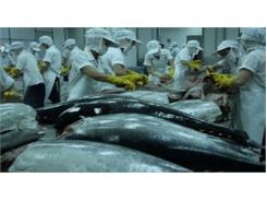 Tổn Thất Về Giá Trị Cá Ngừ Lên Đến 70%