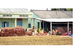 Hành Tím Tồn Kho, Nông Dân Gặp Khó